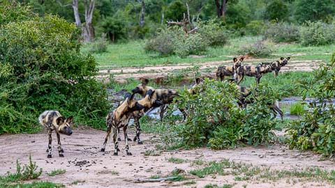 The Kruger National Park © www.theguys.co.za
